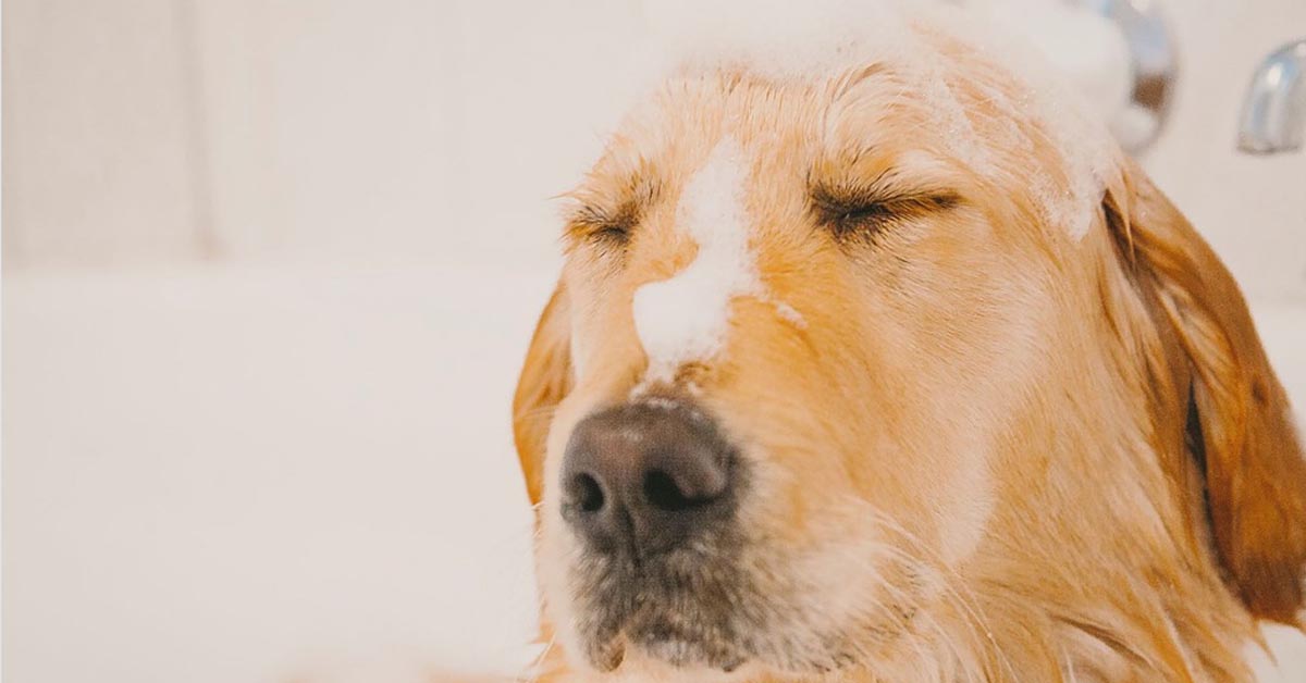 Il Golden Retriever non sa come uscire dalla doccia anche se la porta è aperta (video)