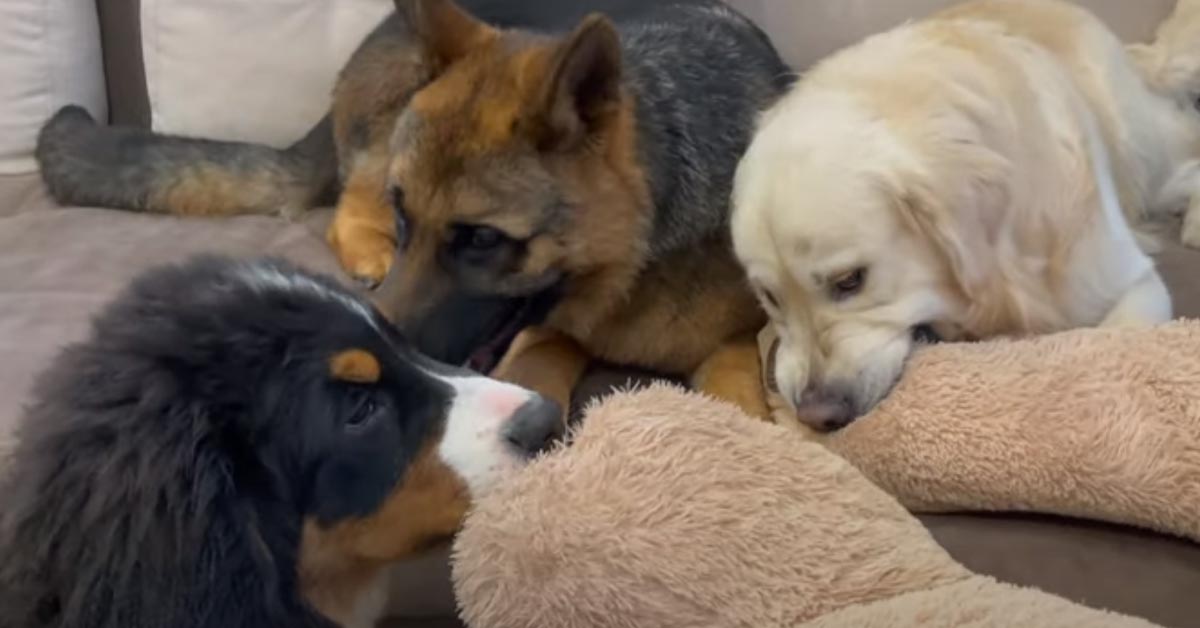 Il Golden Retriever non vuole condividere il suo peluche con il Pastore Tedesco e il Bovaro del Bernese (video)