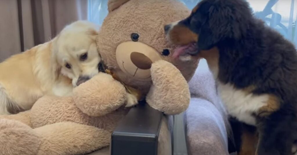 Golden Retriever che gioca con un Bovaro del Bernese