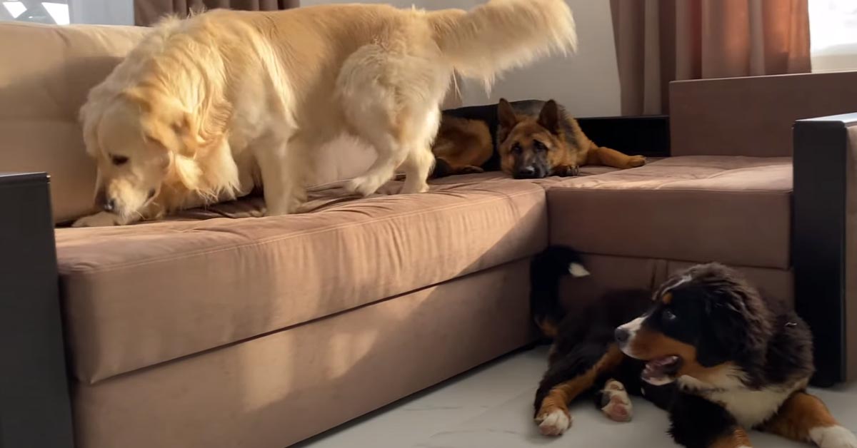 Il Golden Retriever provoca il cucciolo di Bovaro del Bernese per convincerlo a giocare (video)