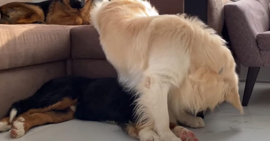 Bovaro del Bernese con Golden Retriever e Pastore Tedesco