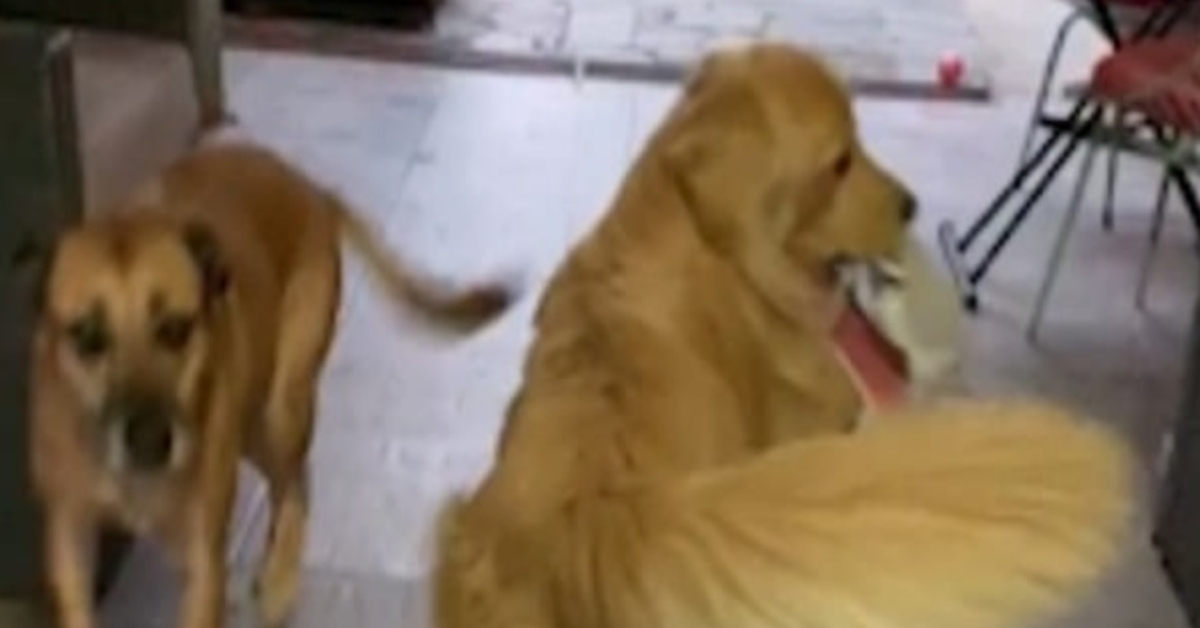 Golden Retriever buste video