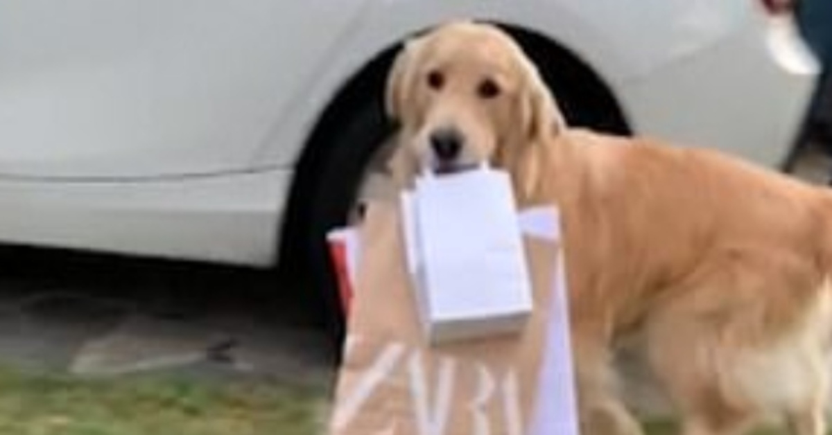 Golden Retriever buste video