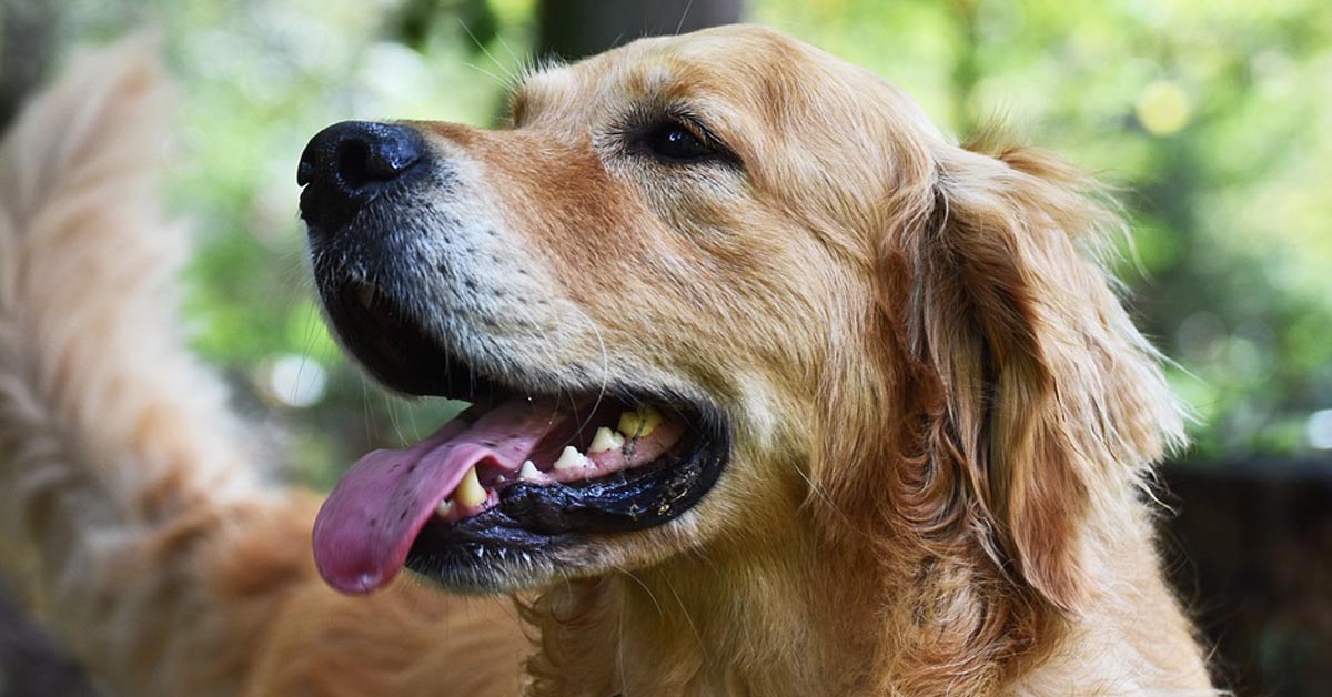Il Golden Retriever si diverte a giocare con un topolino virtuale (video)