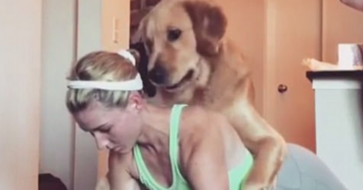 Golden Retriever personal trainer video