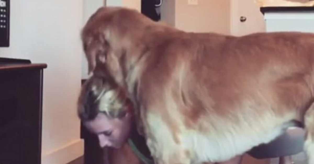 Golden Retriever personal trainer video