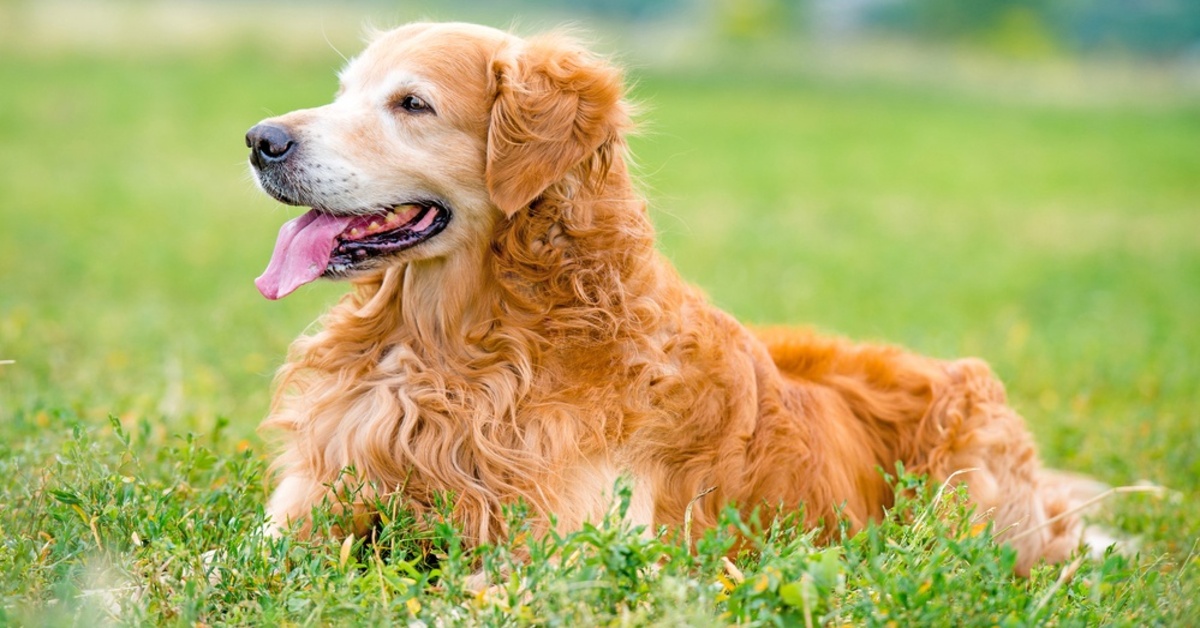 Il Golden Retriever si trasforma nel perfetto Personal Trainer per la sua padrona (VIDEO)