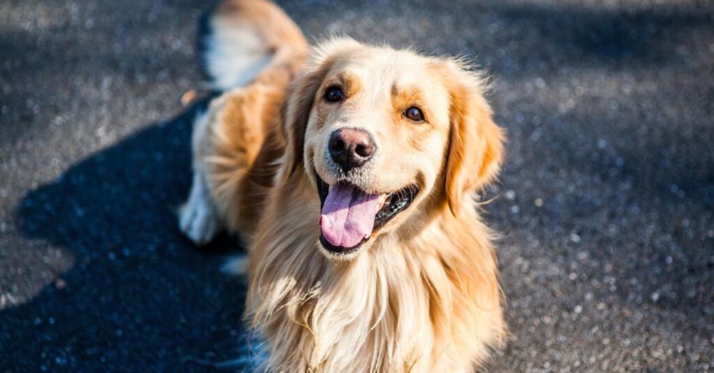 Golden Retriever osserva