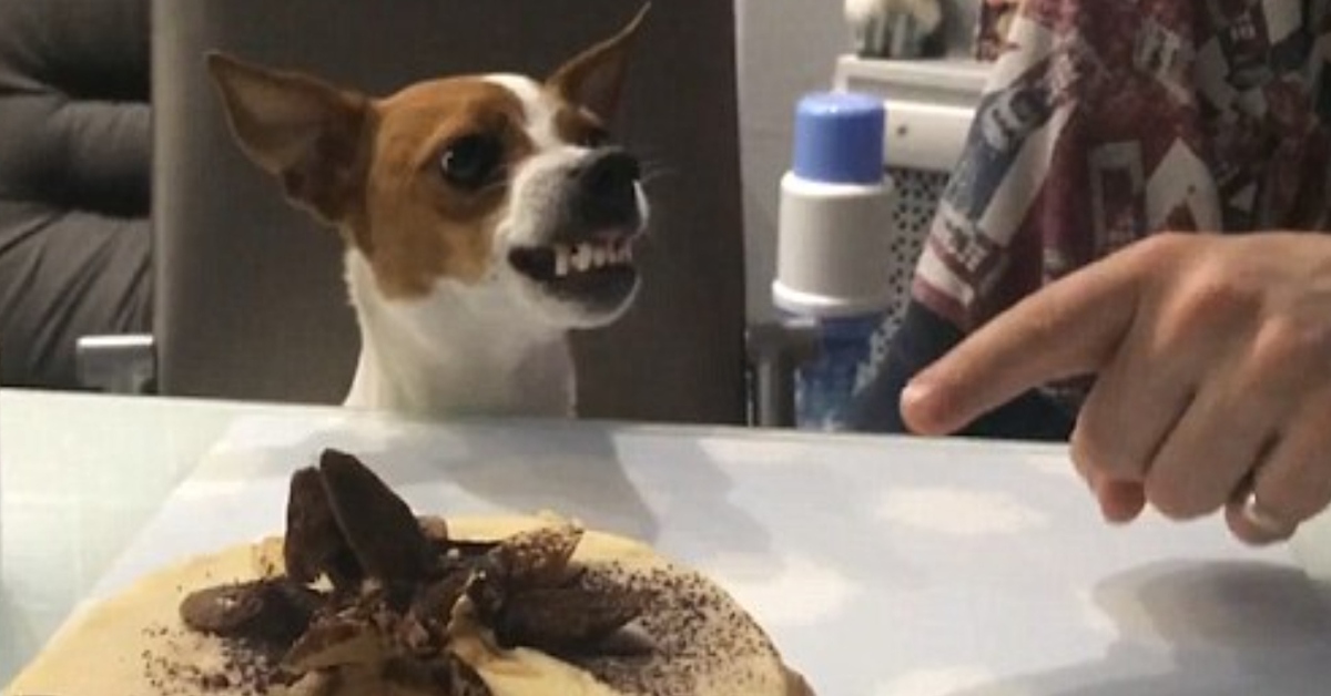 Il Jack Russell non vuole assolutamente che si tocchi la torta sul tavolo (VIDEO)