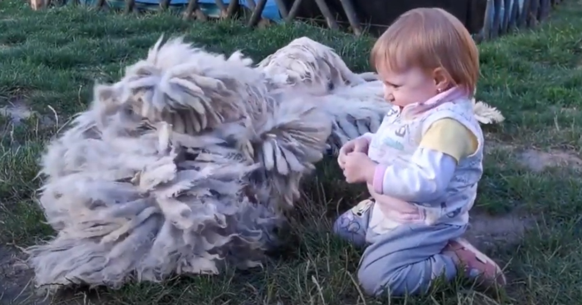 Il Komondor e la bambina danno il via a una guerra di solletico (VIDEO)