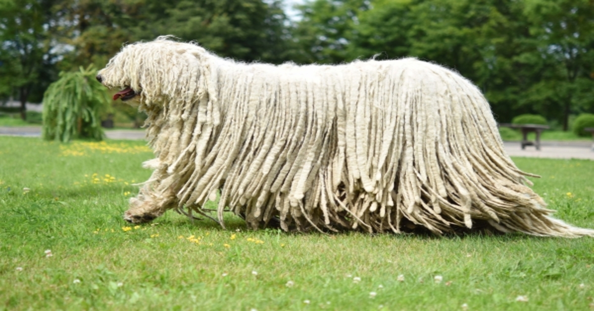 Komondor bambina video