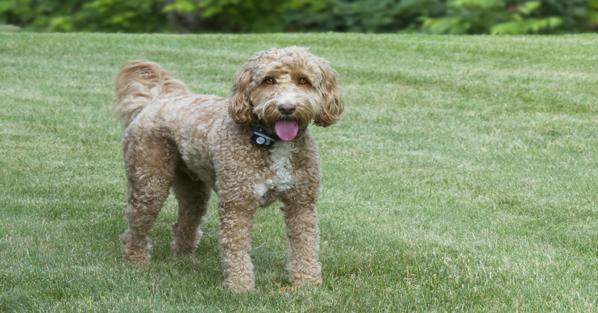 Labradoodle scale mobili video