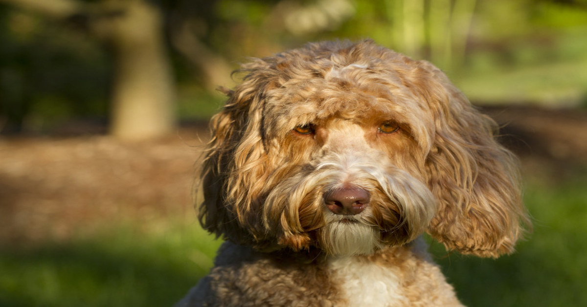 Labradoodle scale mobili video