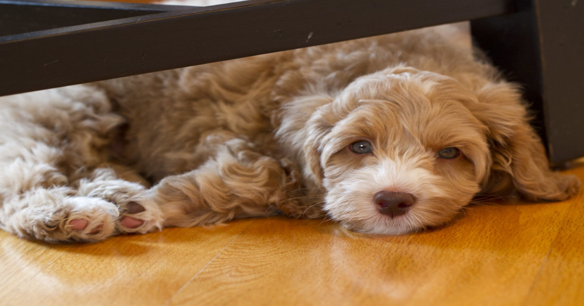 Il Labradoodle ha paura delle scale mobili e salta in braccio alla padrona (VIDEO)