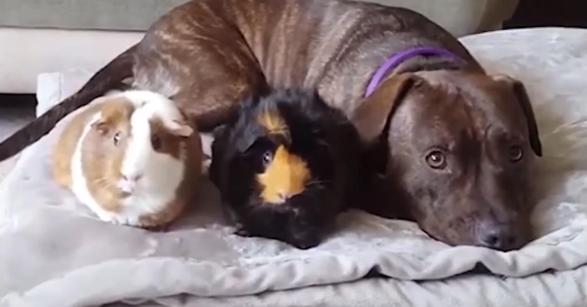 Il Pitbull e i porcellini d’india sono migliori amici e il loro rapporto emoziona il web (video)