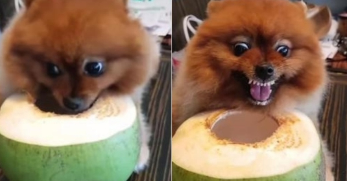 Il Pomerania non vuole assolutamente che si tocchi il suo cibo (VIDEO)