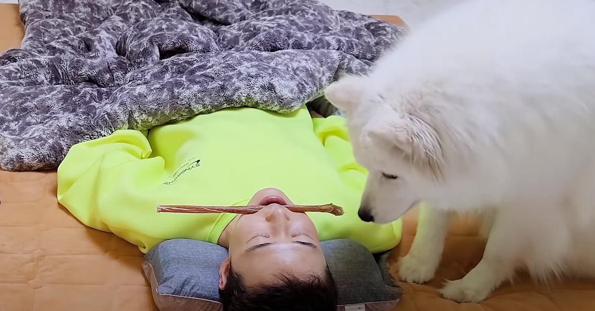 Il Samoiedo affronta lo scherzo del proprietario che finge di dormire con uno snack in bocca (video)