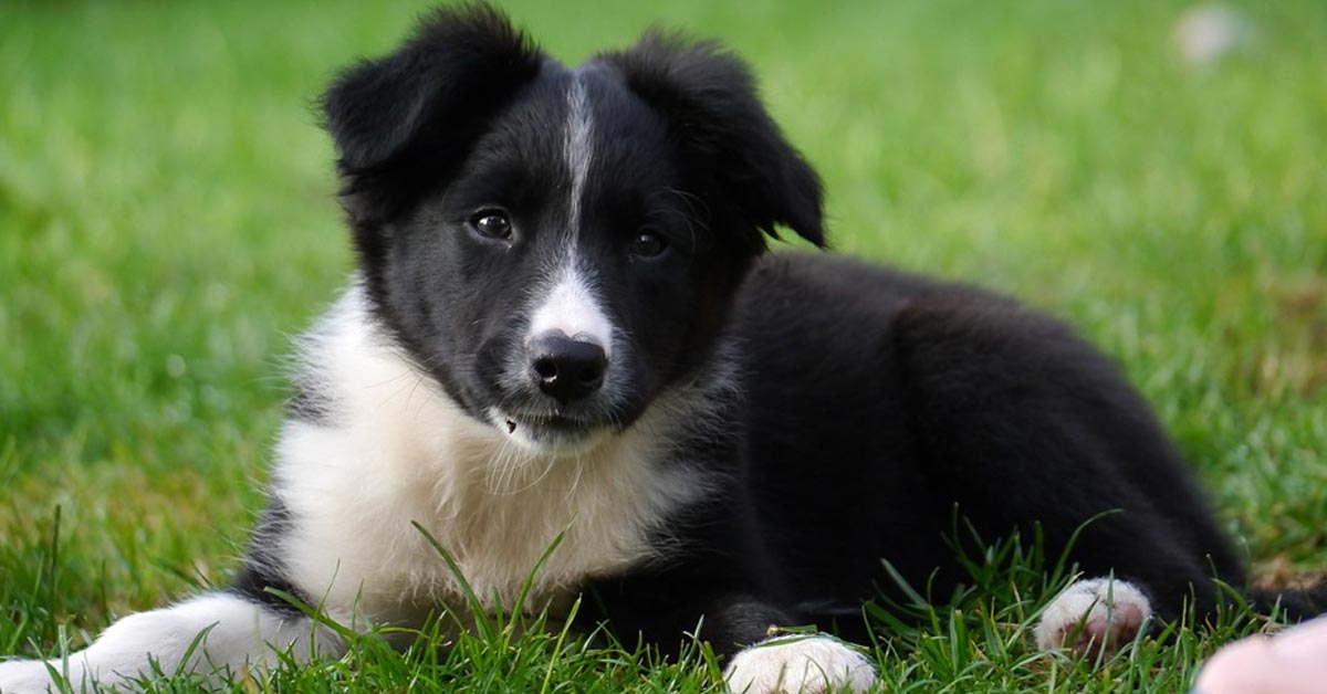 Il cucciolo di Border Collie ha solo 10 settimane di vita ma è già molto intelligente (video)