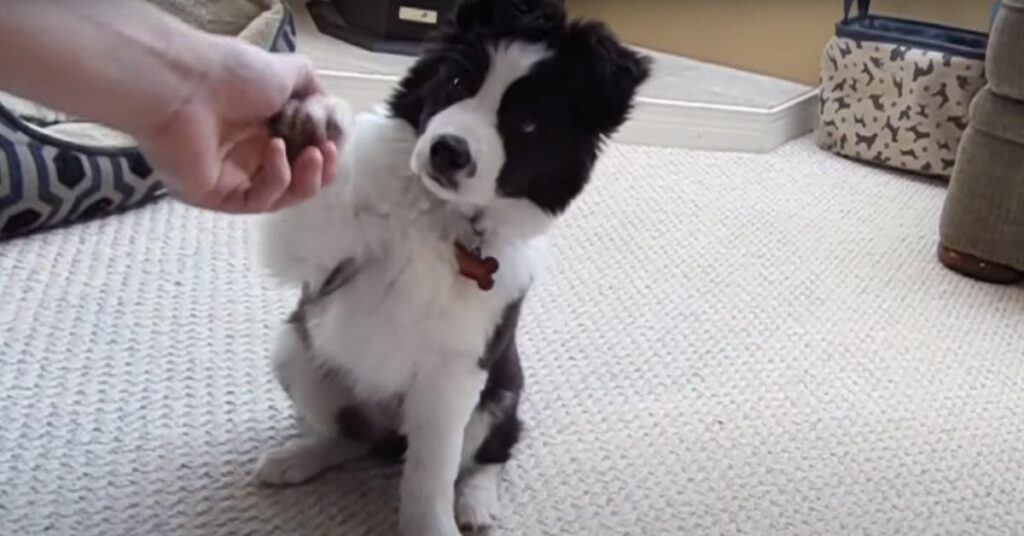 Cucciolo di Border Collie