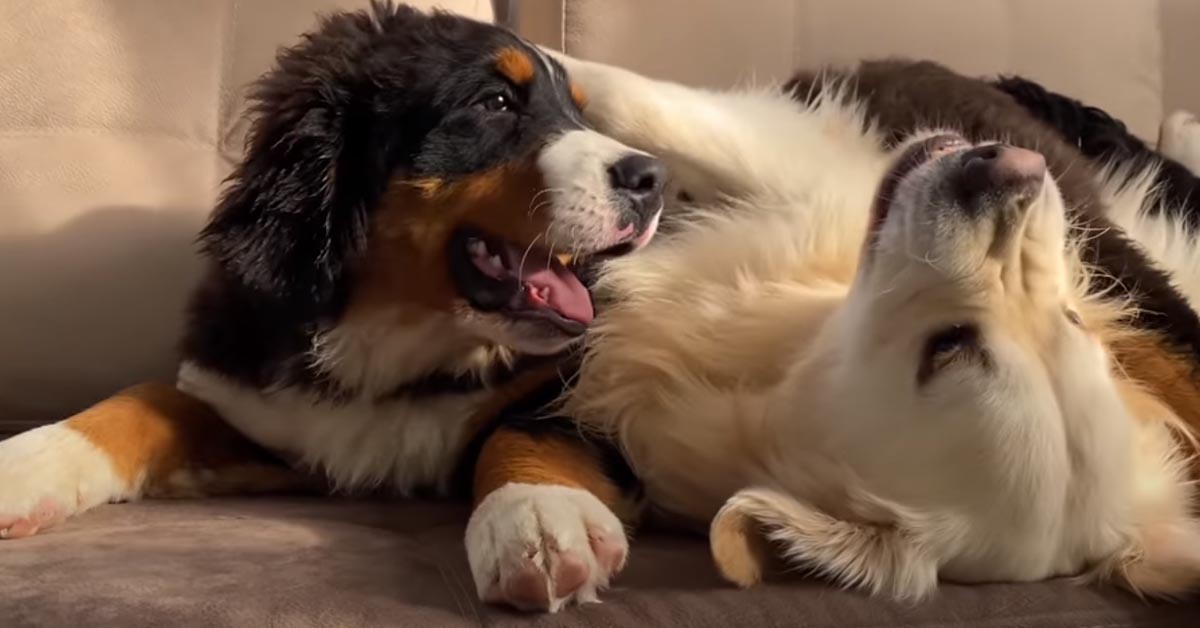 Il cucciolo di Bovaro del Bernese e il Golden Retriever trascorrono il tempo giocando insieme (video)