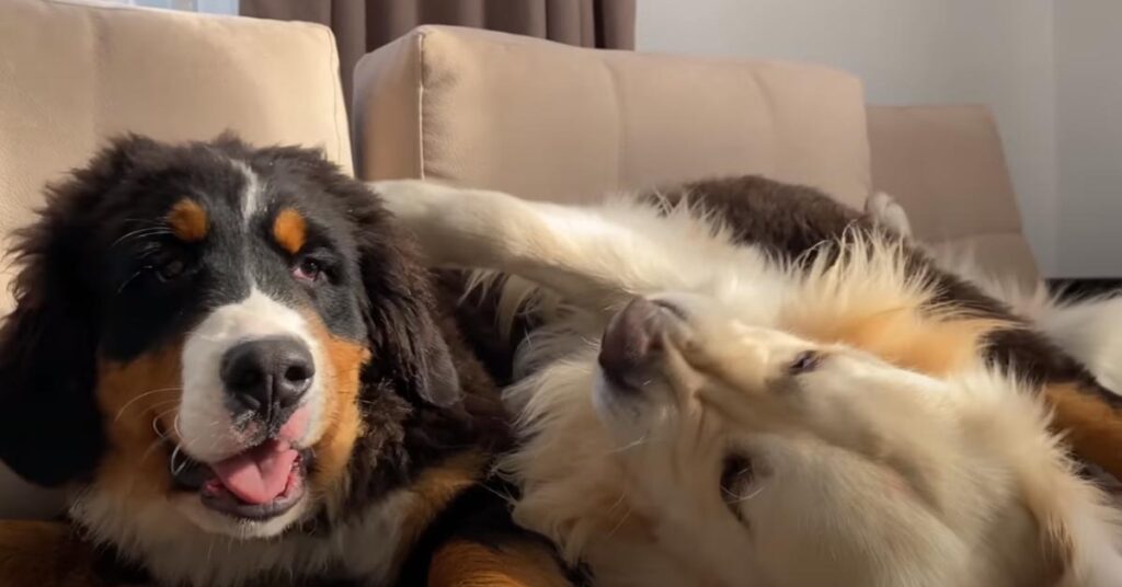 Cucciolo di Bovaro del Bernese e Golden Retriever che giocano