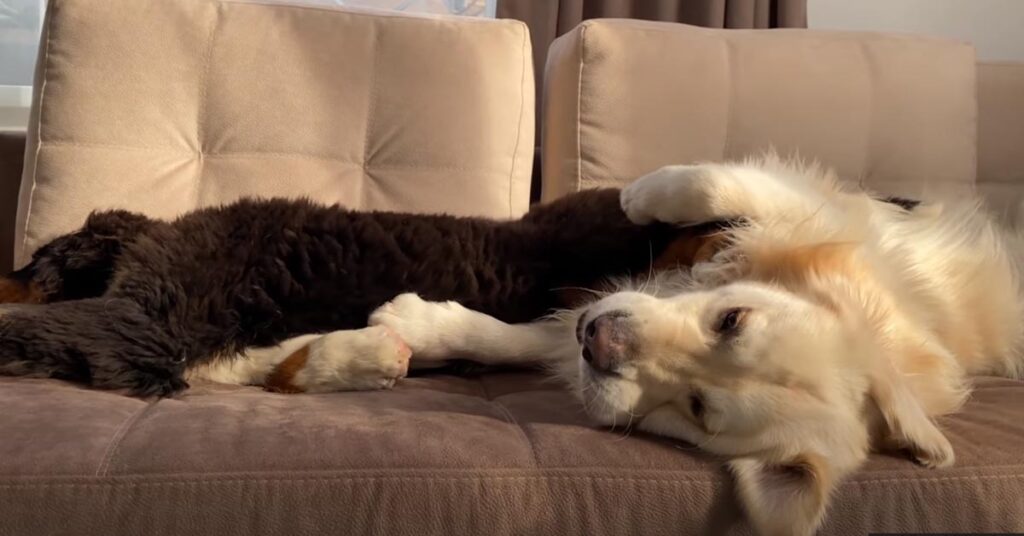 Cucciolo di Bovaro del Bernese e Golden Retriever che giocano