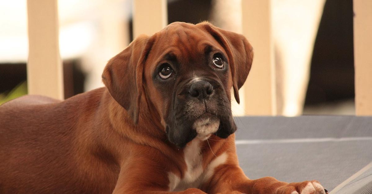 Il cucciolo di Boxer accompagna cantando la sua padrona che suona l’armonica (video)