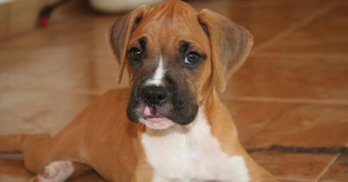 Il cucciolo di Boxer non trova il coraggio di scendere dal divano (video)