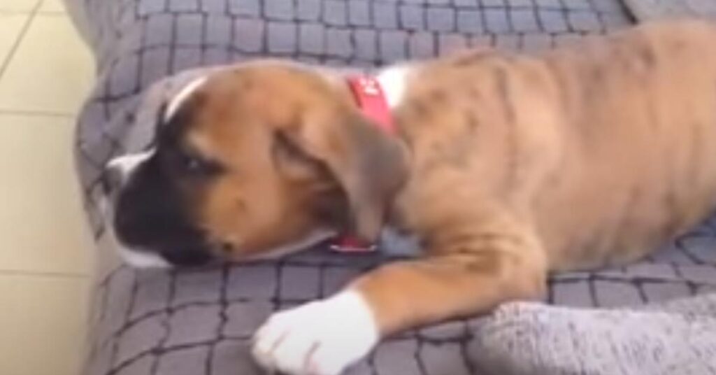 Cucciolo di Boxer su un divano