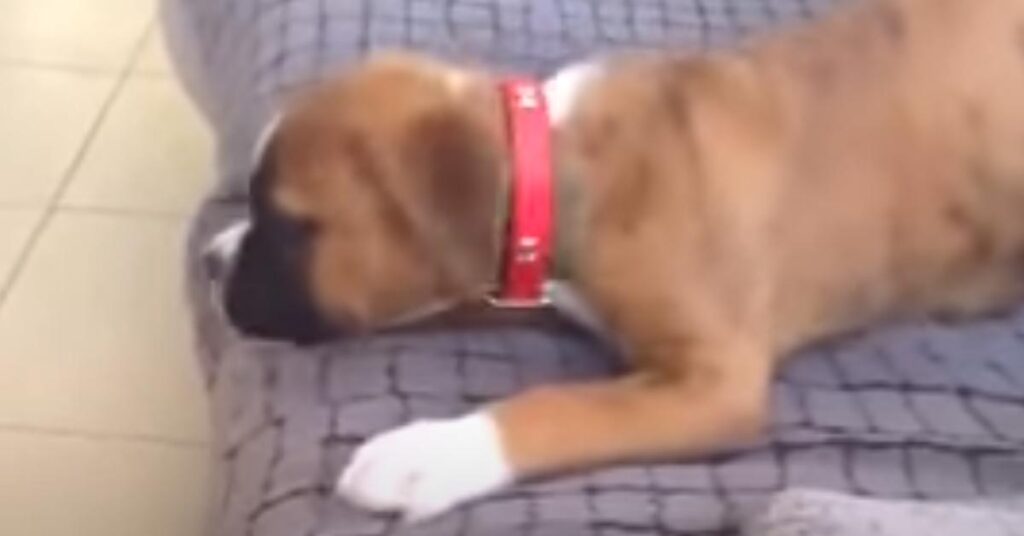 Cucciolo di Boxer su un divano