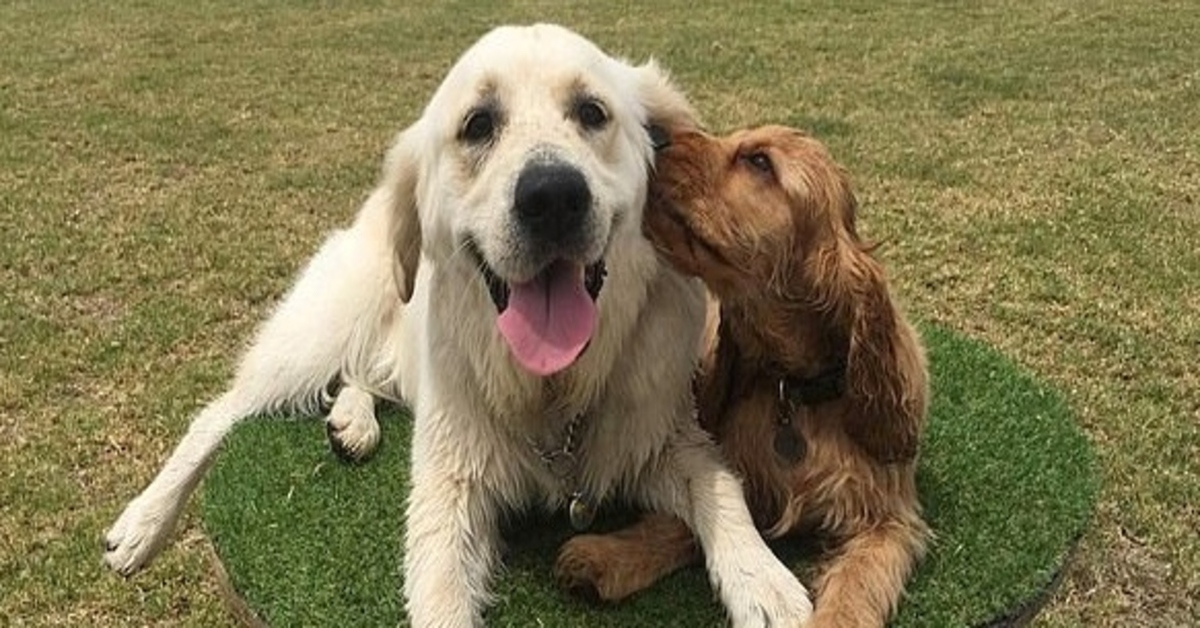 Il cucciolo di Cocker Spaniel Douglas incontra la sua “sorellona” Golden Retriever (VIDEO)