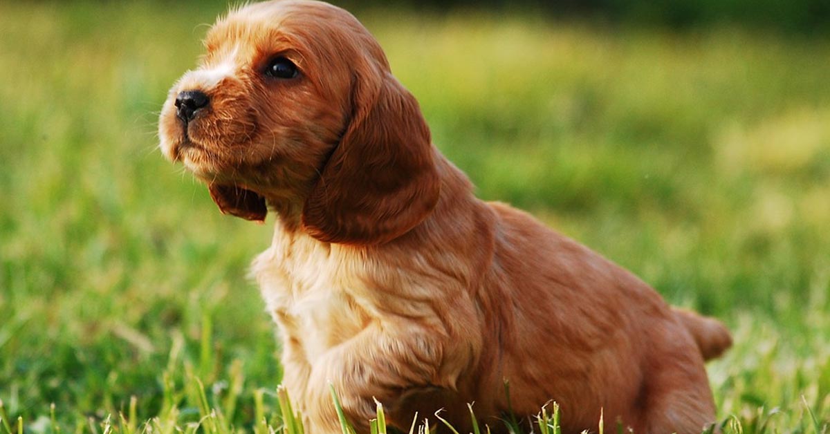 Il cucciolo di Cocker Spaniel si gode il suo primo giorno felice nella nuova casa (video)