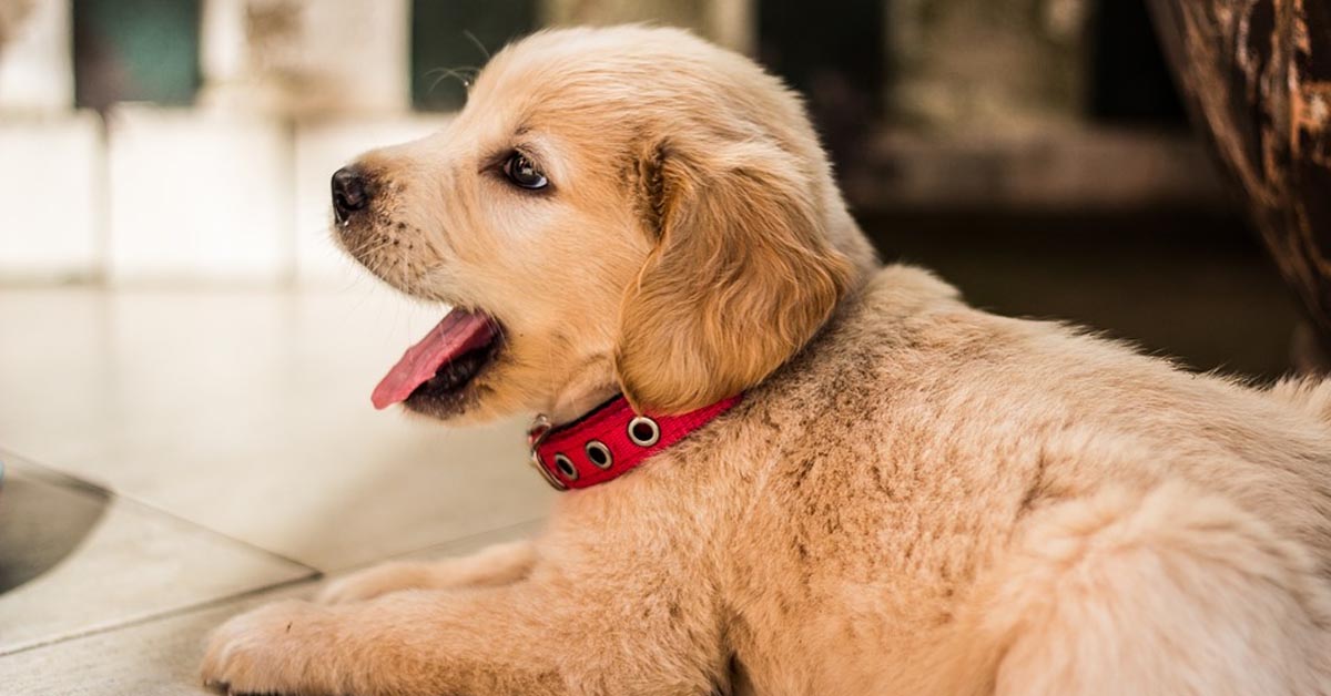 Il cucciolo di Golden Retriever Scotty è innamorato del suo maialino di gomma (video)