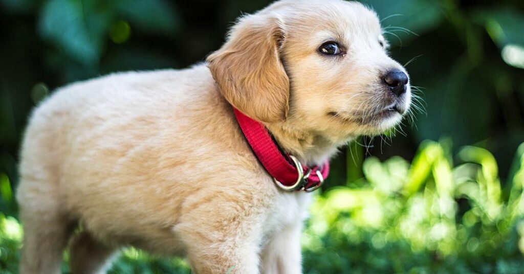 Cucciolo di Golden Retriever dubbioso