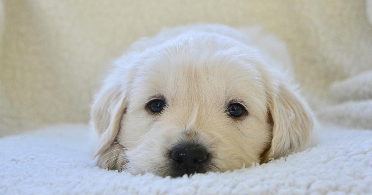 Il cucciolo di Golden Retriever Theo non riesce a trovare il coraggio di scendere dal letto (video)