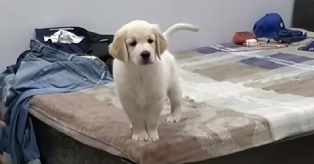 Cucciolo di Golden Retriever su un letto