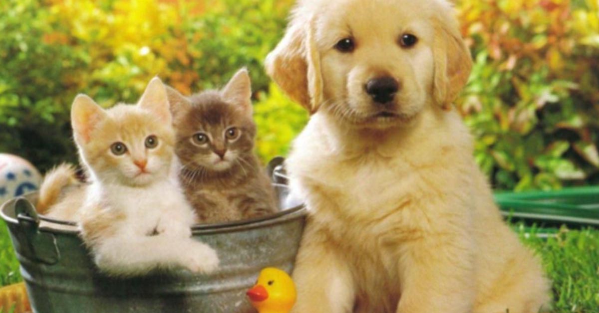 Il cucciolo di Golden Retriever e il gattino British Shorthair incontrano la loro nuova nemica, l’aspirapolvere robot (video)