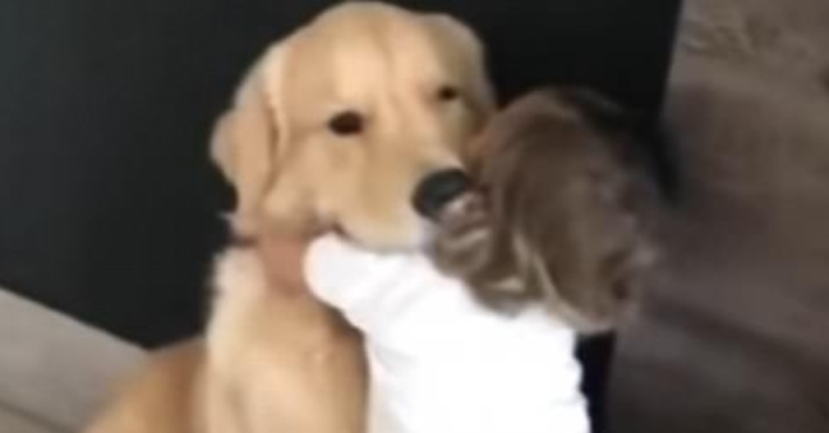 cucciolo Golden Retriever video