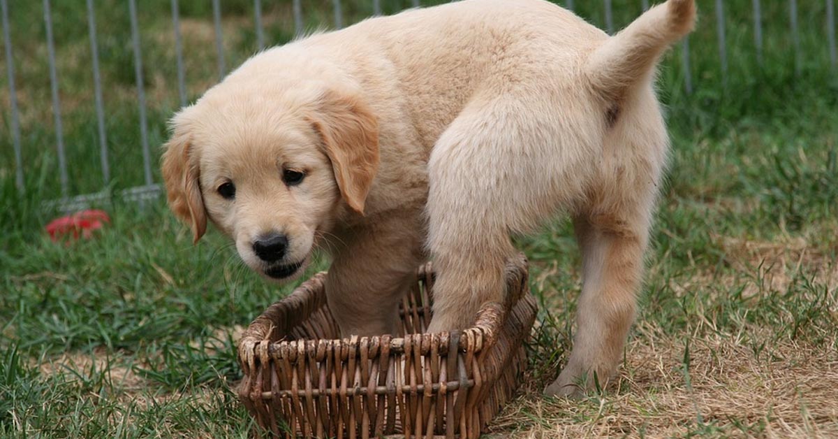 Il cucciolo di Golden Retriever litiga teneramente con la sua coda (video)