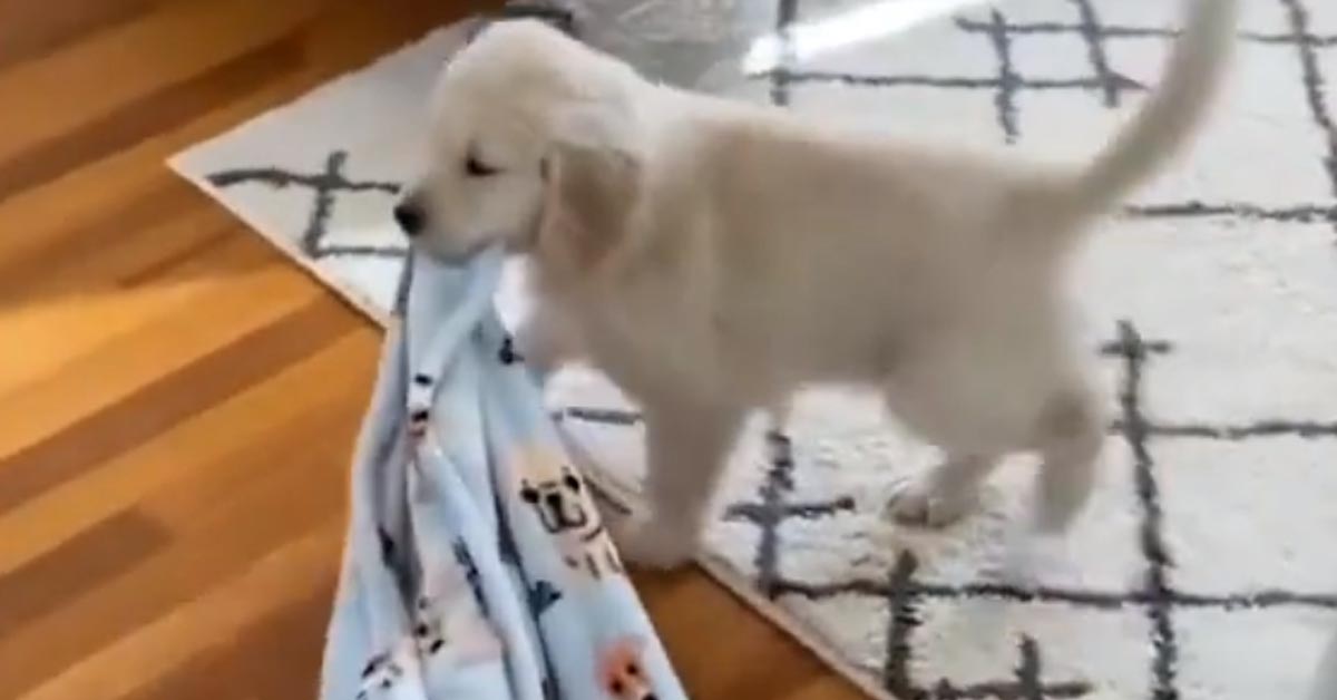 Il cucciolo di Golden Retriever non può dormire senza la sua copertina e i suoi giocattoli (video)