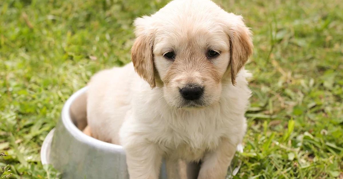 Il cucciolo di Golden Retriever si diverte con il suo peluche preferito (video)