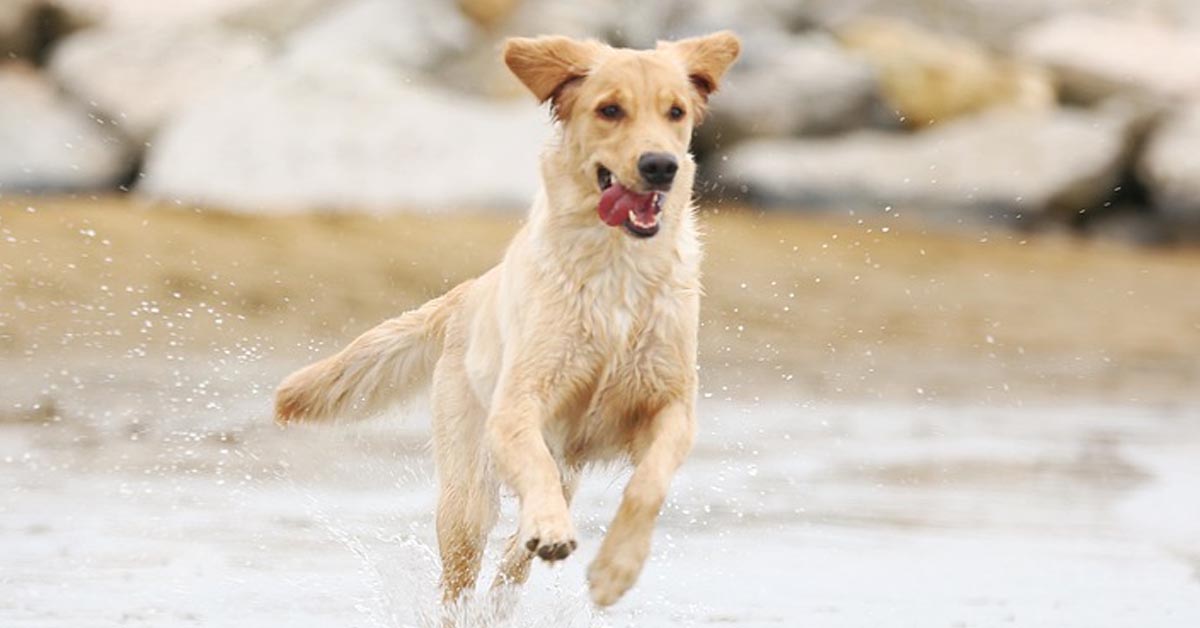 Il cucciolo di Golden Retriever vede la spiaggia per la prima volta (video)