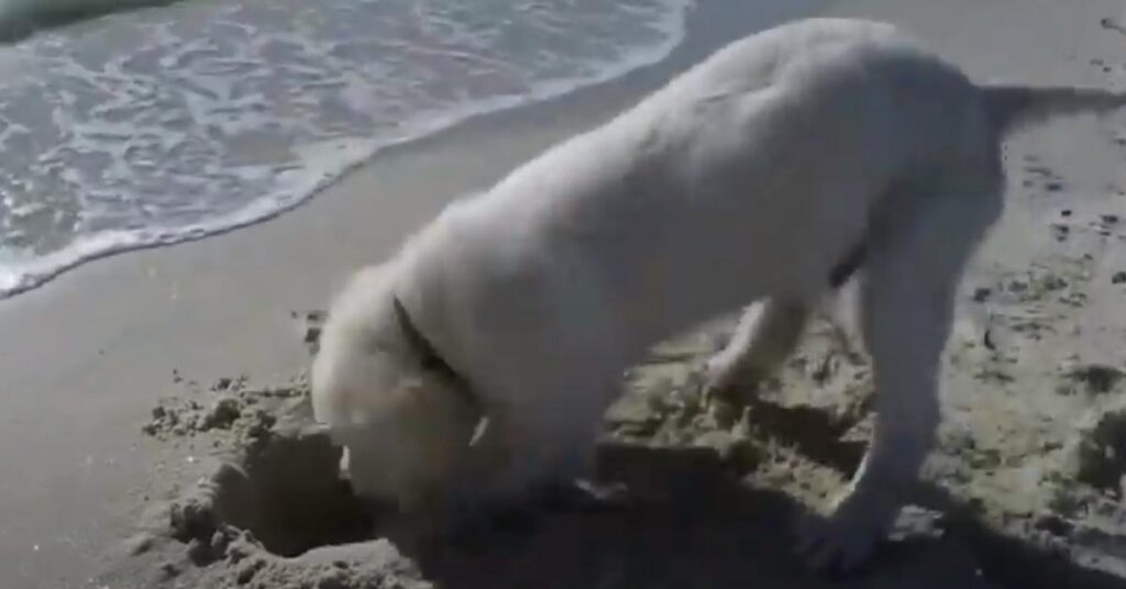 Cucciolo di Golden Retriever in spiaggia