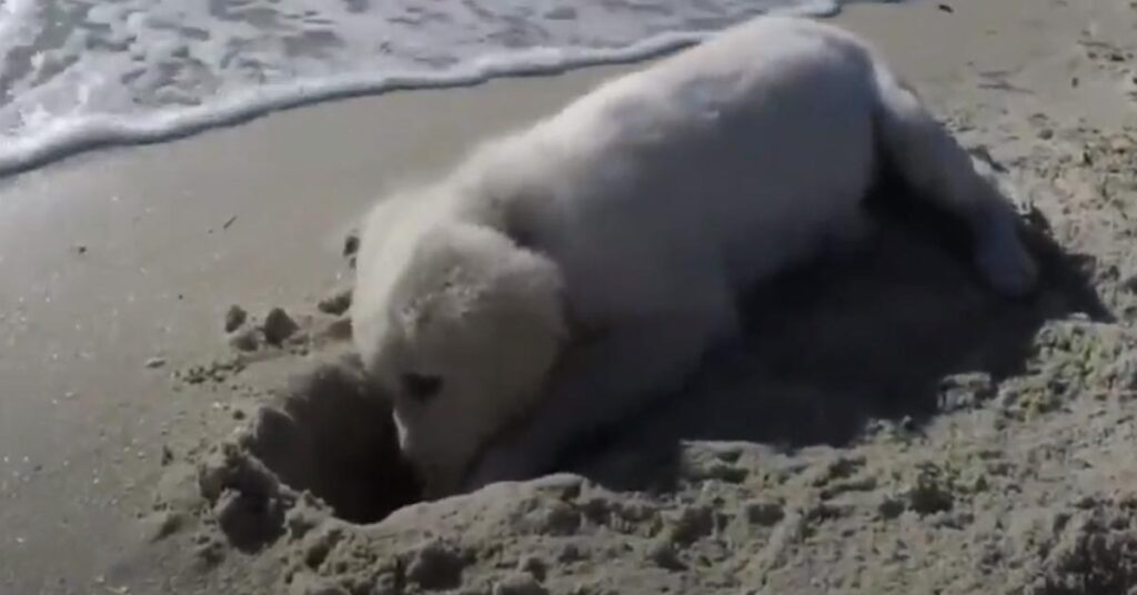 Cucciolo di Golden Retriever in spiaggia