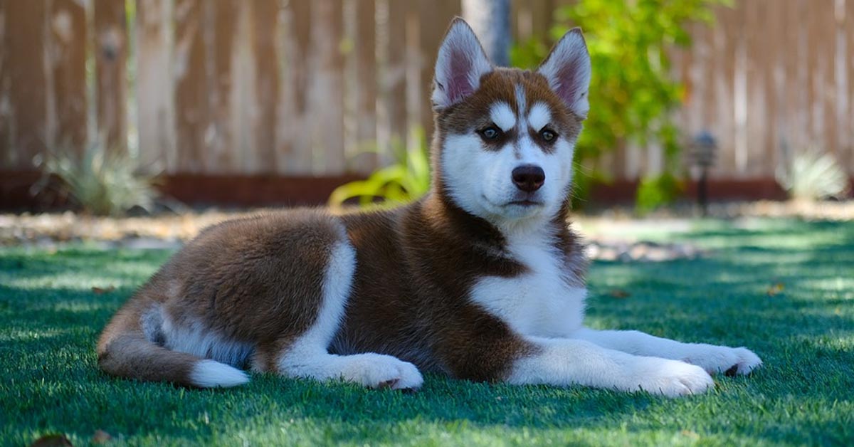 Il cucciolo di Husky non prende molto bene il momento della sveglia (video)