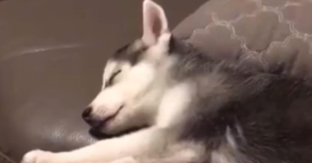 Cucciolo di Husky che dorme