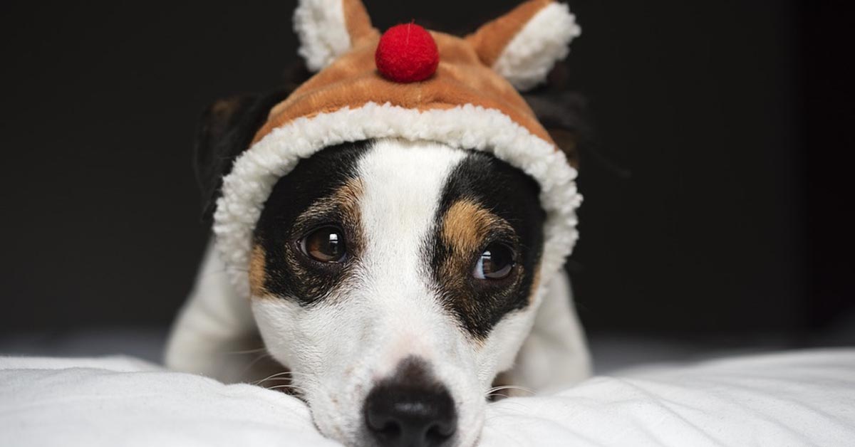 Il cucciolo di Jack Russell Bailey affronta la sua prima sfida contro le scale (video)