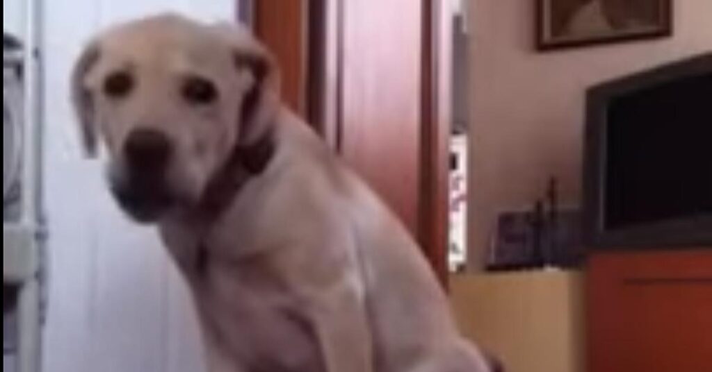 Cucciolo di Labrador che osserva