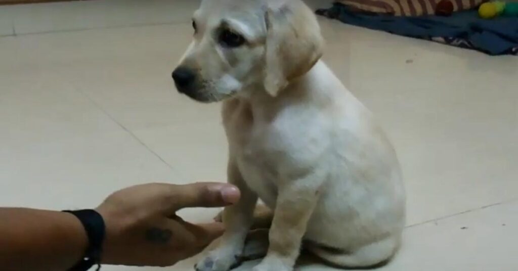 Cucciolo di Labrador osserva