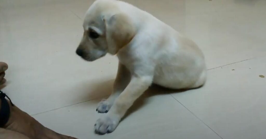 Cucciolo di Labrador osserva